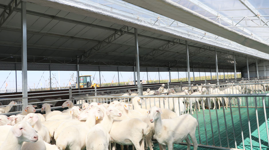 準(zhǔn)旗羊場網(wǎng)站7圖940.jpg 準(zhǔn)旗羊場網(wǎng)站7圖940.jpg