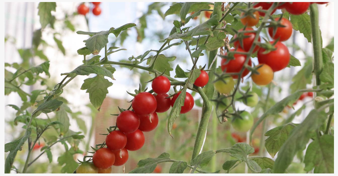 準(zhǔn)格爾旗現(xiàn)代智慧設(shè)施農(nóng)業(yè)產(chǎn)業(yè)園_19.jpg 準(zhǔn)格爾旗現(xiàn)代智慧設(shè)施農(nóng)業(yè)產(chǎn)業(yè)園_19.jpg