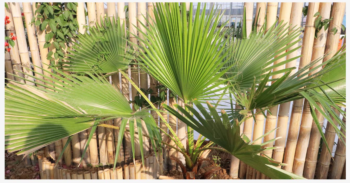 準(zhǔn)格爾旗現(xiàn)代智慧設(shè)施農(nóng)業(yè)產(chǎn)業(yè)園_23.jpg 準(zhǔn)格爾旗現(xiàn)代智慧設(shè)施農(nóng)業(yè)產(chǎn)業(yè)園_23.jpg