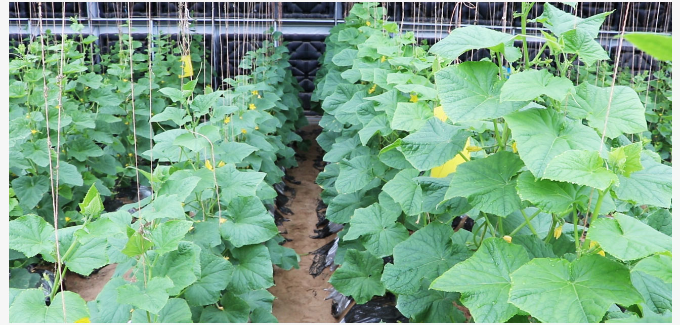 準(zhǔn)格爾旗現(xiàn)代智慧設(shè)施農(nóng)業(yè)產(chǎn)業(yè)園_19.jpg 準(zhǔn)格爾旗現(xiàn)代智慧設(shè)施農(nóng)業(yè)產(chǎn)業(yè)園_19.jpg