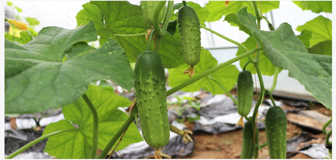 準(zhǔn)格爾旗現(xiàn)代智慧設(shè)施農(nóng)業(yè)產(chǎn)業(yè)園_20.jpg 準(zhǔn)格爾旗現(xiàn)代智慧設(shè)施農(nóng)業(yè)產(chǎn)業(yè)園_20.jpg