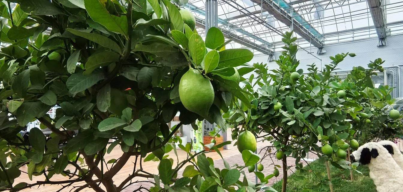 自治區(qū)綠色優(yōu)質果蔬展銷中心psd-恢復的_23.jpg 自治區(qū)綠色優(yōu)質果蔬展銷中心psd-恢復的_23.jpg