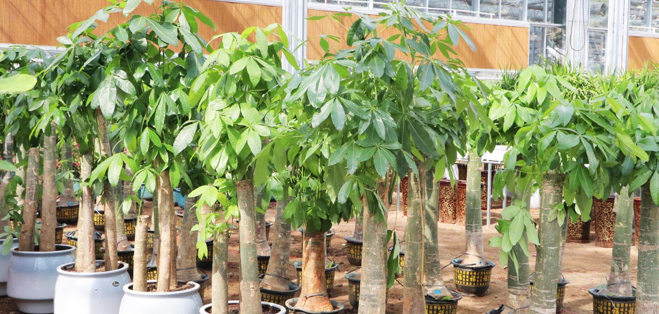 自治區(qū)綠色優(yōu)質果蔬展銷中心psd-恢復的_24.jpg 自治區(qū)綠色優(yōu)質果蔬展銷中心psd-恢復的_24.jpg