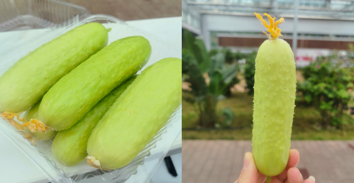 自治區(qū)綠色優(yōu)質果蔬展銷中心psd-恢復的_19.jpg 自治區(qū)綠色優(yōu)質果蔬展銷中心psd-恢復的_19.jpg