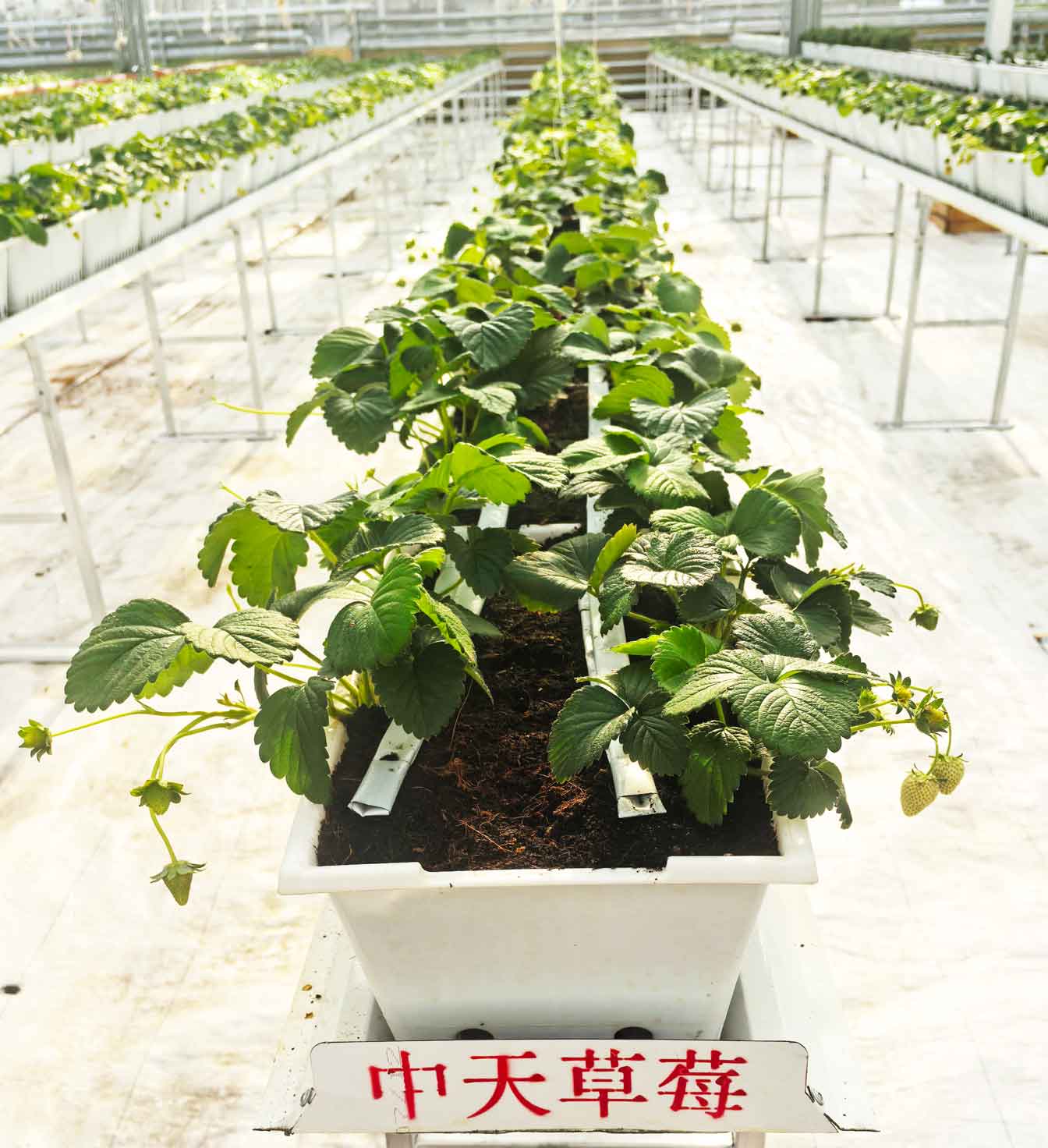 自治區(qū)綠色優(yōu)質果蔬展銷中心psd-恢復的_29.jpg 自治區(qū)綠色優(yōu)質果蔬展銷中心psd-恢復的_29.jpg