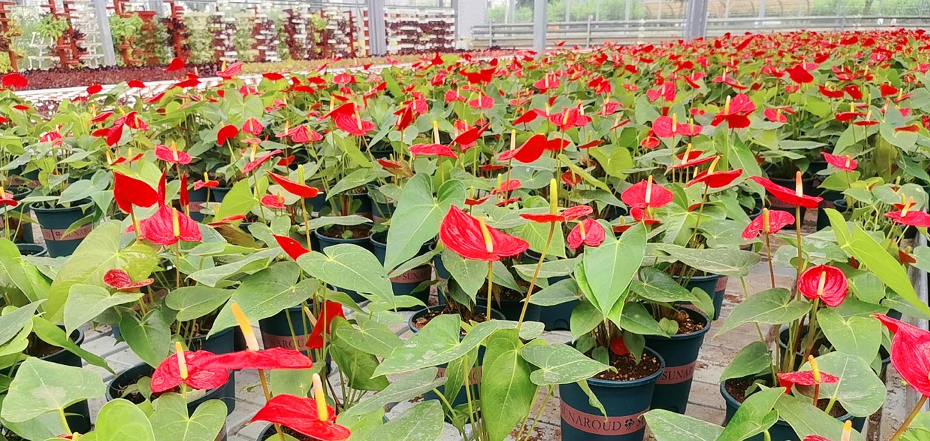 自治區(qū)綠色優(yōu)質果蔬展銷中心psd-恢復的_25.jpg 自治區(qū)綠色優(yōu)質果蔬展銷中心psd-恢復的_25.jpg