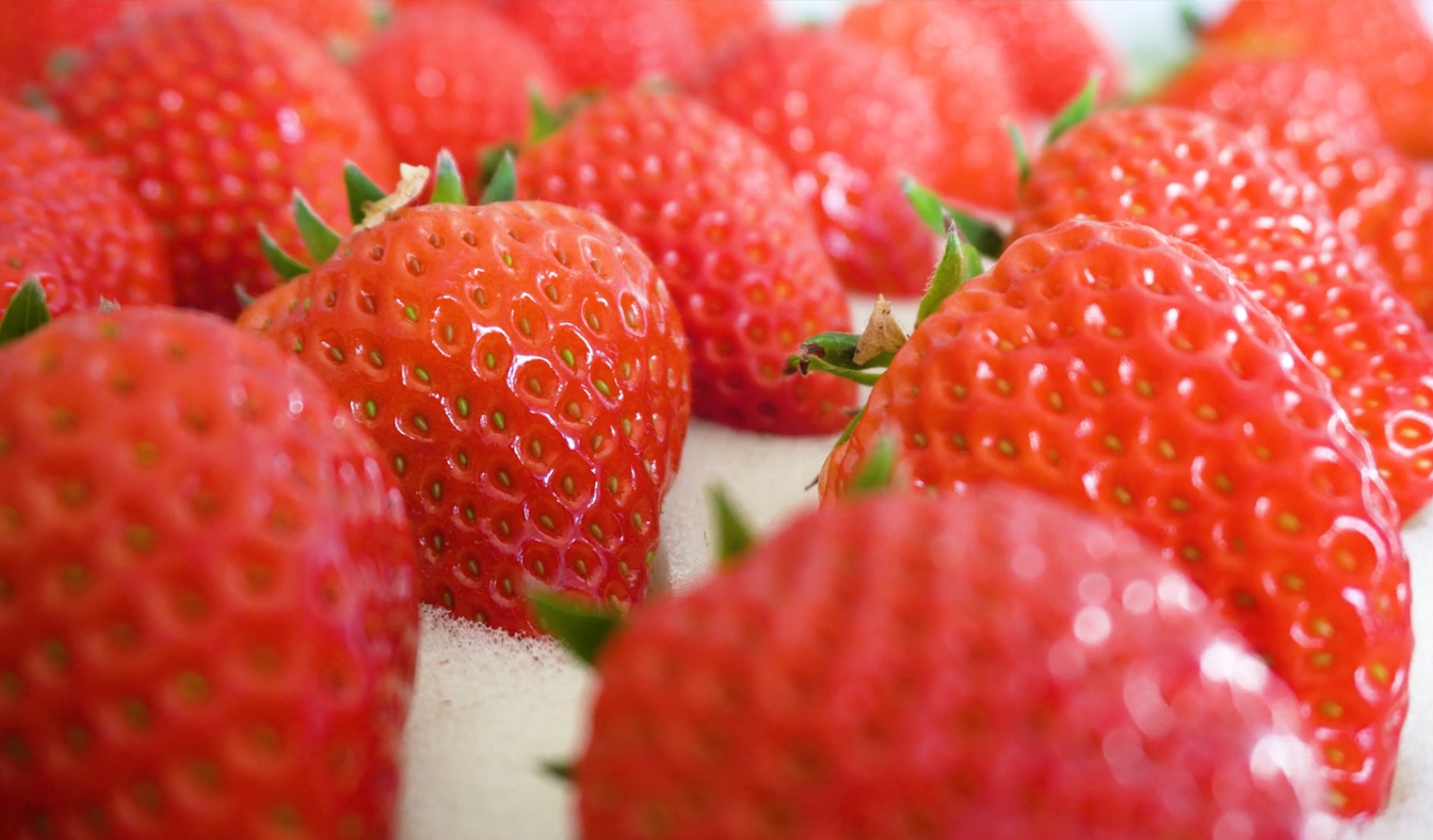 自治區(qū)綠色優(yōu)質果蔬展銷中心psd-恢復的_18第2.jpg 自治區(qū)綠色優(yōu)質果蔬展銷中心psd-恢復的_18第2.jpg